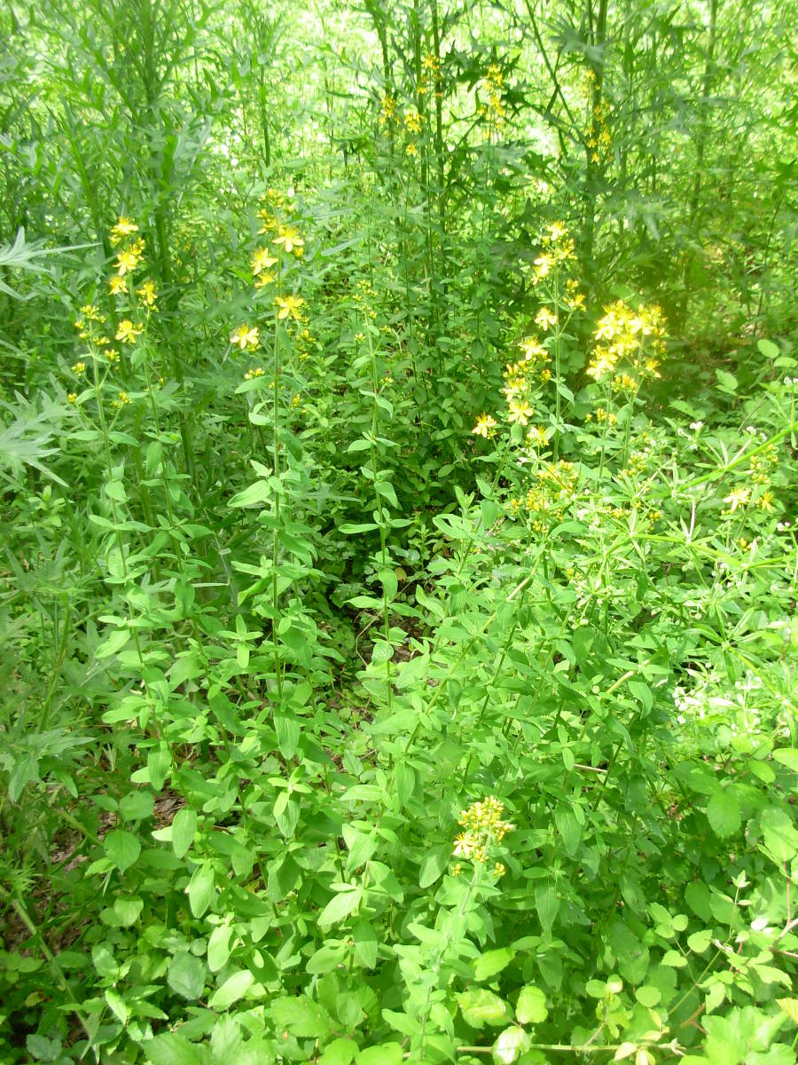 Hypericum hirsutum L.